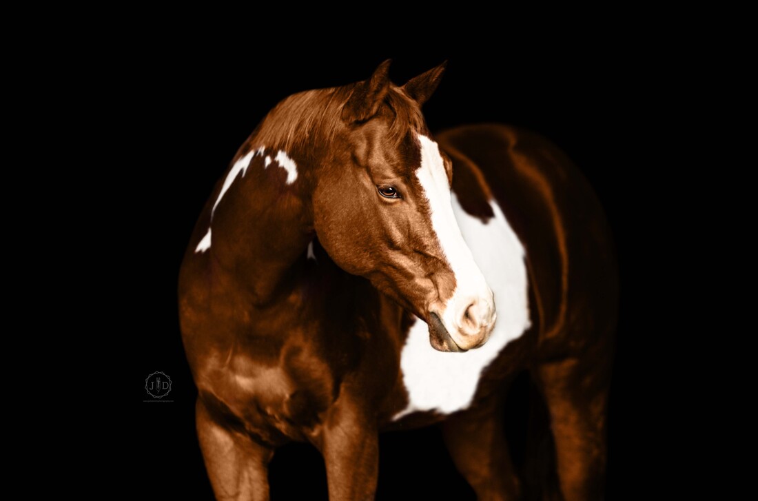 Bay horse in western headstall on a black background